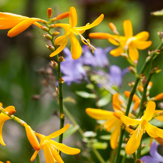  Oranje Crocosmia, met op de achtergrond een paars bloeiende plant.